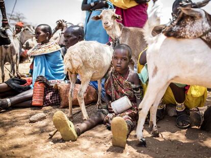 Una comunidad samburu esperando a sacrificar sus cabras en Kenia.