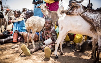Una comunidad samburu esperando a sacrificar sus cabras en Kenia.