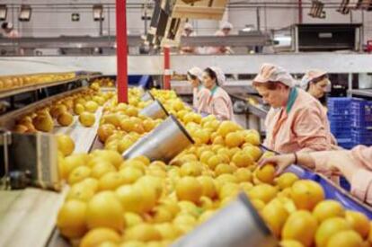 Operarias supervisan naranjas.