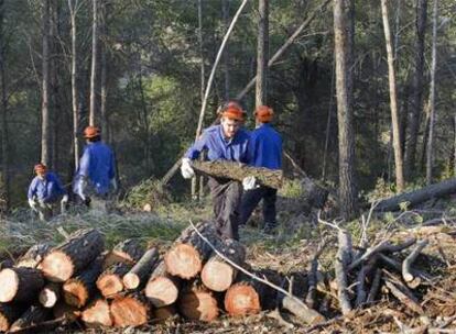 Operarios de Medio Ambiente limpiando un bosque en Olesa de Montserrat en marzo.