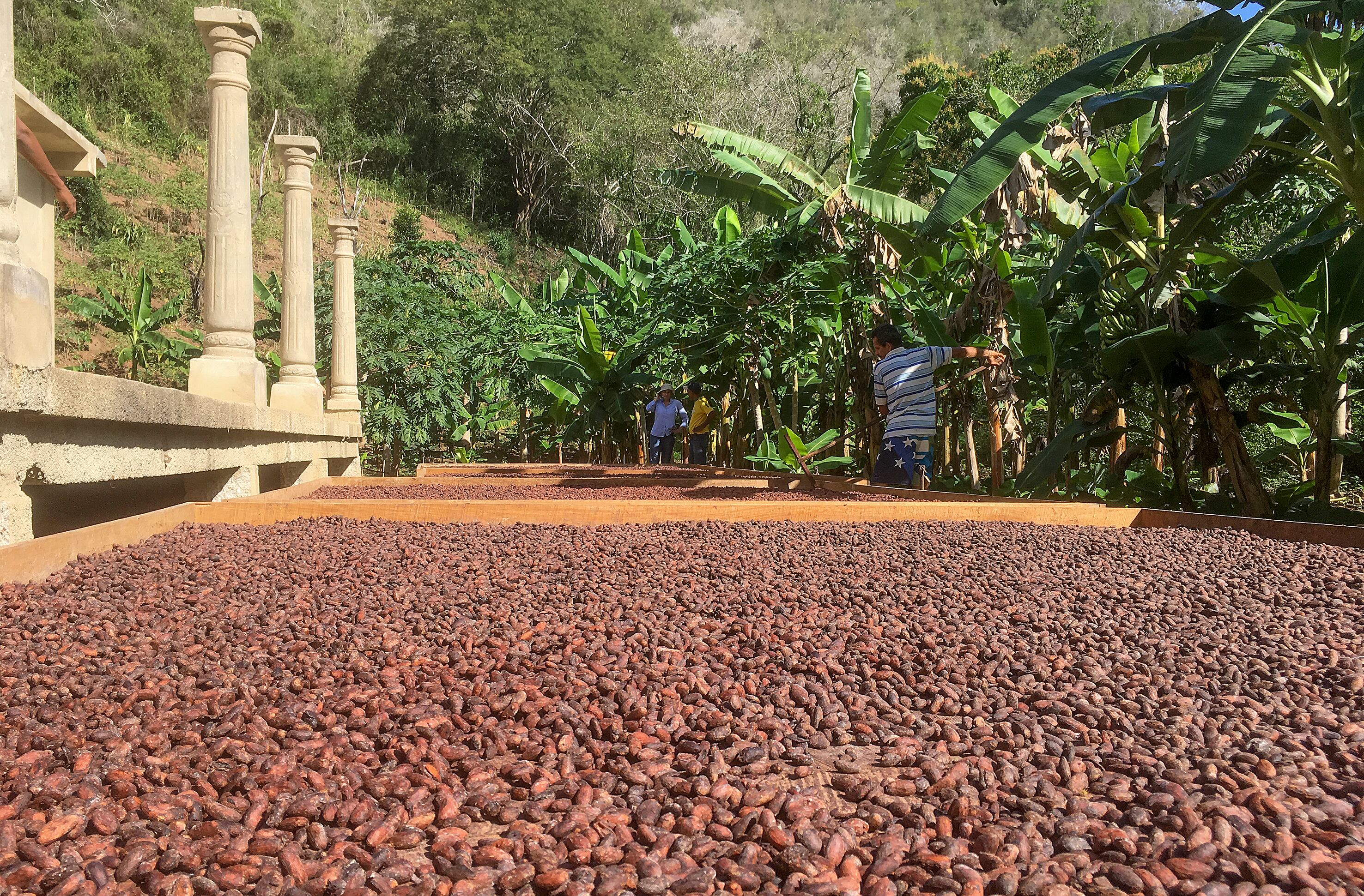 Cacao secándose al sol en Venezuela, en una imagen cedida por Dan Saladino.