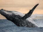 Un ejemplar de ballena jorobada emergiendo majestuosamente del agua. Abajo, en las profundidades, está la Cordillera Submarina de Salas, Gómez y Nasca.