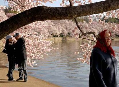 Los cerezos en flor que embellecen Washington hasta mediados de abril.