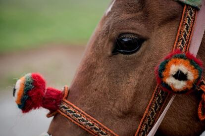 Perfil de la cabeza de un caballo con bozal de lana en Yushú, en la meseta tibetana (China).