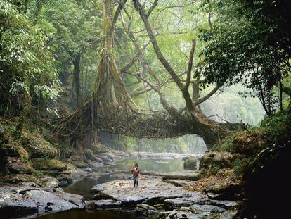“Puente viviente” en Mawlynnong (India). Construido insertando tallos de un arbusto entre las raíces del árbol de la goma para lograr que, con el tiempo, estas vayan creciendo en la dirección deseada.