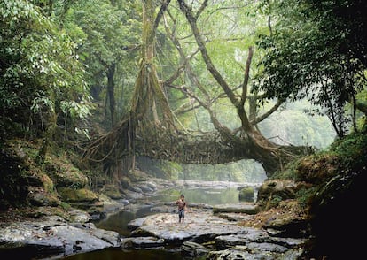 “Puente viviente” en Mawlynnong (India). Construido insertando tallos de un arbusto entre las raíces del árbol de la goma para lograr que, con el tiempo, estas vayan creciendo en la dirección deseada.