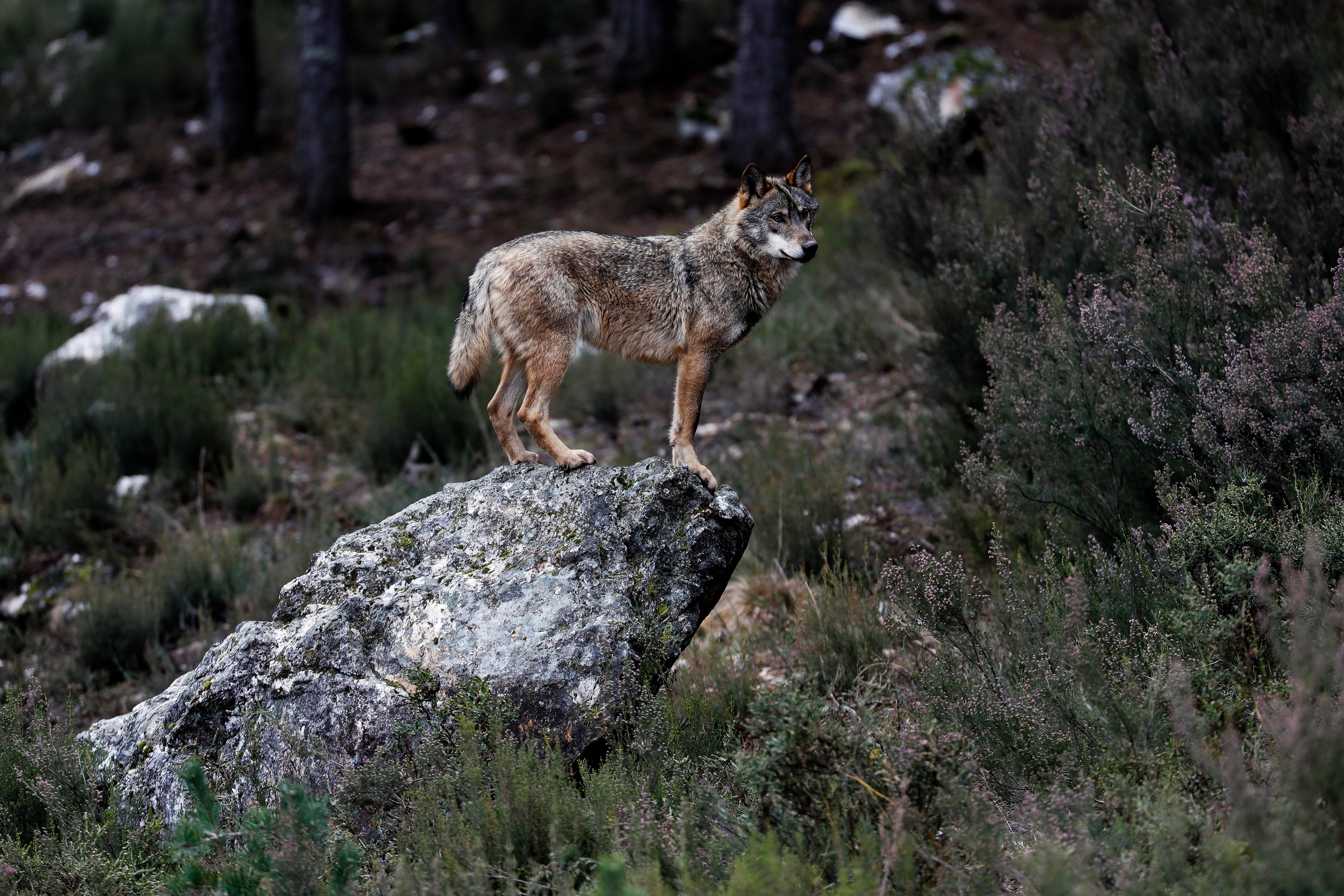 Un lobo en Puebla de Sanabria, Zamora (Castilla y León), en 2021.