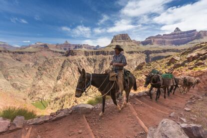 La geología se convierte en una ciencia emocionante en los grandes cañones del suroeste de los Estados Unidos. En la imagen, un hombre avanza a lomos de un burro ante el imponente paisaje del parque nacional del Gran Cañón del Colorado, en Arizona.