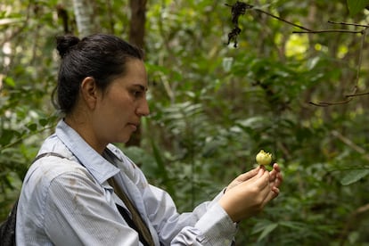 La primatóloga Alma Hernández con un fruto incluido en la dieta de los monos araña.