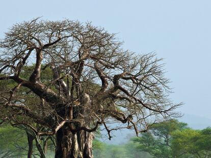El antepasado baobab