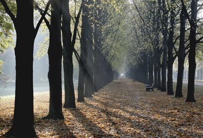 Los primeros rayos de luz aparecen al amanecer entre un paseo de tilos de Hanóver (Alemania).