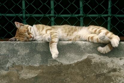 Los gatos adultos duermen hasta 16 horas diarias repartidas en diferentes siestas y sueños. En la imagen, un gato callejero de Venecia descansa en un alféizar.