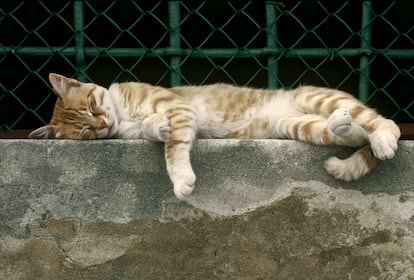 Los gatos adultos duermen hasta 16 horas diarias repartidas en diferentes siestas y sueños. En la imagen, un gato callejero de Venecia descansa en un alféizar.