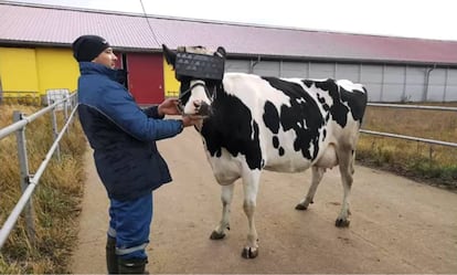 Vacas con gafas de realidad virtual.