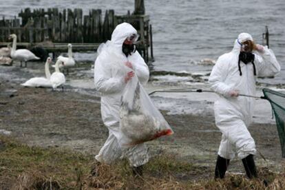 Dos veterinarios recogen un cisne muerto en la isla de Rügen, junto a la costa alemana del mar Báltico.