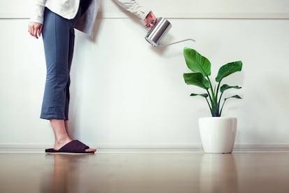 Lo habitual, y recomendable, es regar las plantas con agua, pero no pasa nada si alguna vez, antes de tirar los restos de una cerveza por el fregadero, invita a su ficus: “La cerveza es agua, almidón y levadura, pero también vitaminas y minerales, por lo que podría valer para regar las plantas. No puede hacerse habitualmente, porque las plantas no soportan grandes cantidades de alcohol y se deshidratan, pero sí puntualmente”, cuenta José Javier Quesada Granados, profesor de Nutrición y Bromatología de la <a href="http://www.ugr.es" target=blank>Universidad de Granada</a>.