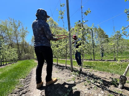 H-2A workers prune apple trees at Crist Bros Orchards in Walden, New York, on April 28, 2025.