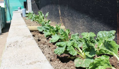 Acelgas cultivadas con agua de mar en el norte de Chile.