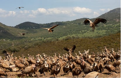 Decenas de buitres, en el parque natural de los Alcornocales (Cádiz).