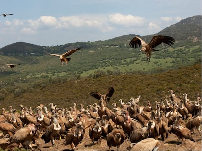 Decenas de buitres, en el parque natural de los Alcornocales (Cádiz).