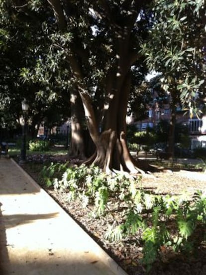 Un ficus decimonónico en el parque de Floridablanca (Murcia).