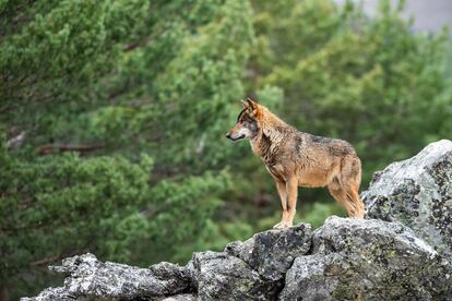 Un lobo cerca de Puebla de Sanabria, en Castilla y León.