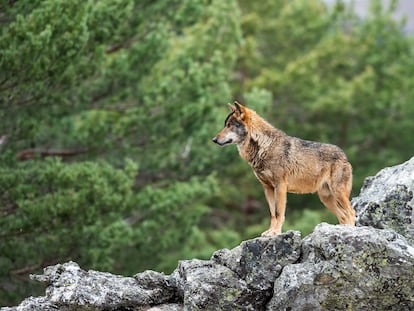 Un lobo cerca de Puebla de Sanabria, en Castilla y León.