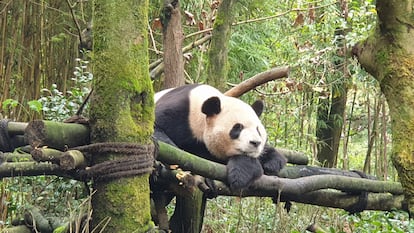 O panda DeDe, nascido no Zoo de Madri, descansa em uma plataforma em seu recinto do Vale dos Pandas, na localidade de Dujiangyan (centro da China).