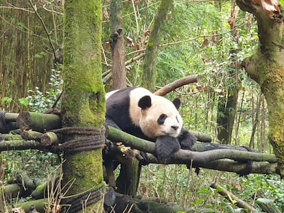 El oso panda DeDe, nacido en el Zoo de Madrid, reposa sobre una plataforma en su recinto del Valle de los Pandas, en la localidad de Dujiangyan (centro de China)