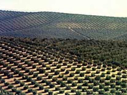 Un mar de olivos en el paisaje de Martos (Jaén), el mayor municipio olivarero.