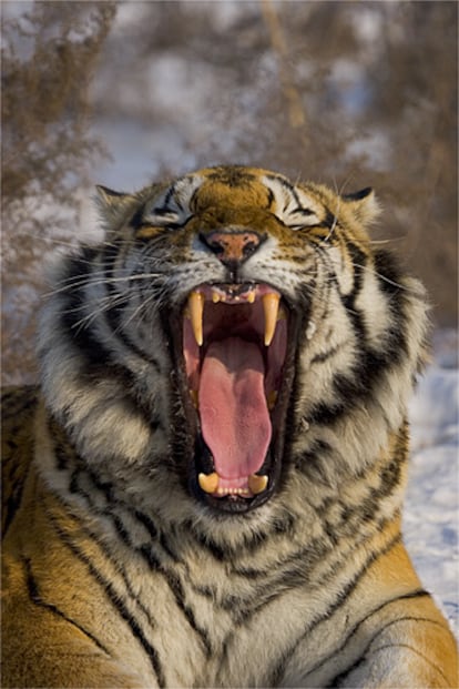 El tigre de Siberia sigue siendo presa de los cazadores furtivos. En los encuentros con el ser humano, el animal, si se ve rodeado, ataca con todo su poderío.