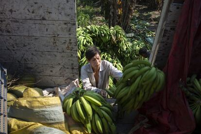 Un poblador yuqui ayuda a subir un cargamento de bananas recolectadas para poder venderlas en Cochabamba. Desde la llegada de la pandemia de la covid-19, la venta se redujo a un solo comprador que entra a Bia Recuaté una vez al mes.