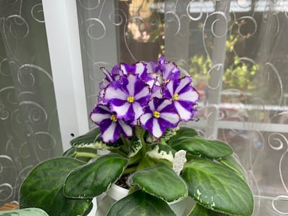 La violeta africana 'Lyonis Fortune Teller' tiene flores de dos colores.