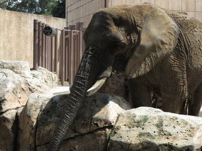 La elefanta Ely, en el zoo de San Juan de Arag&oacute;n.