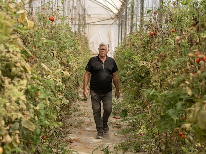 El agricultor israelí Amos Trabelsey, en uno de sus invernaderos en el 'moshav' Sharsheret, en Israel, el pasado enero.