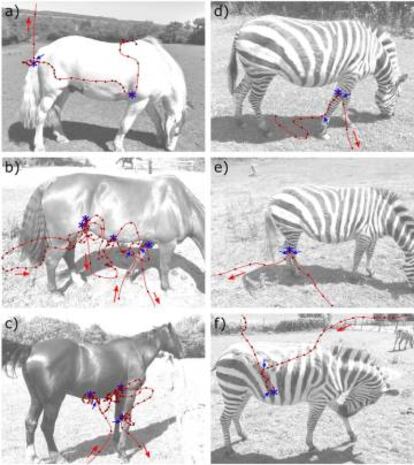 Ejemplos de trayectorias de los vuelos de tábanos alrededor de caballos domésticos (a-c) y de cebras (d-f). La línea roja indica la ruta de vuelo, los puntos rojos la posición a intervalos de una décima de segundo y las flechas rojas la dirección del vuelo. Las estrellas azules muestran puntos de contacto o de aterrizajes en el animal. Las flechas azules muestran la posición final de la aproximación y la posición inicial de las fases de despegue del vuelo. Estos marcadores están asociados con maniobras que muestran cambios tanto en la dirección como en la velocidad.