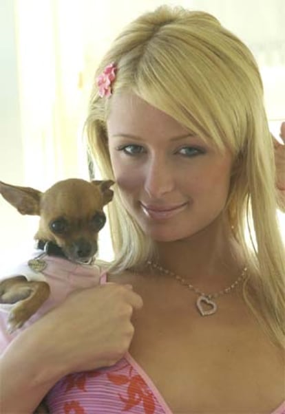 Paris Hilton, con su <i>contraseña,</i> su perro desaparecido.