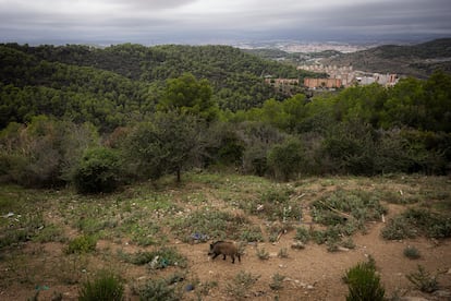 Un jabalí en la zona alta de Torre Baró.