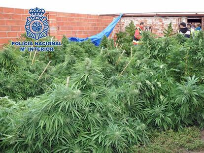 Plantas de marihuana descubiertas en una finca de El Molar.