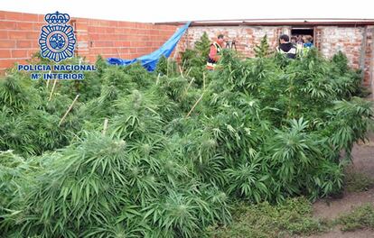 Plantas de marihuana descubiertas en una finca de El Molar.