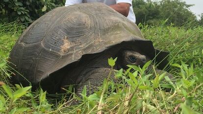 Un grupo de investigadores ha identificado una nueva especie de tortuga Galápagos como la más grande hasta la fecha. Se trata de una "tortuga gigante" que vive en la isla Santa Cruz (Ecuador). Esta es la 14ª especie confirmada de Galápagos, incluyendo las dos especies extintas: la Santa Fe, extinguida hace más de 150 años; y la Pinta, cuyo último superviviente, Lonesome George, murió en 2012.