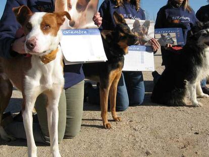 Un grupo de perros acogidos por El Refugio, durante la presentación del calendario de 2008.