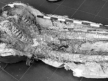 Restauración de un cráneo de mastodonte (similar al elefante) de hace unos nueve millones de años procedente de Cerro de los Batallones. OBJETO