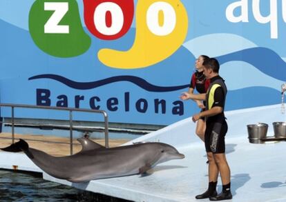 Espectáculo de delfines en el zoo de Barcelona.