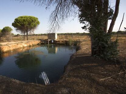 Balsa en una finca entre Lucerna del Puerto y Moguer.  