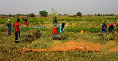 Recogida y criba del arroz en Lahel, al norte de Senegal.