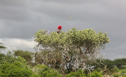 Una niña somalí trepa a un árbol para defenderse de un enjambre de langostas del desierto en Daynile, Mogadiscio, Somalia, en noviembre de 2020.