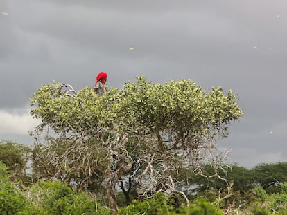 Una niña somalí trepa a un árbol para defenderse de un enjambre de langostas del desierto en Daynile, Mogadiscio, Somalia, en noviembre de 2020.