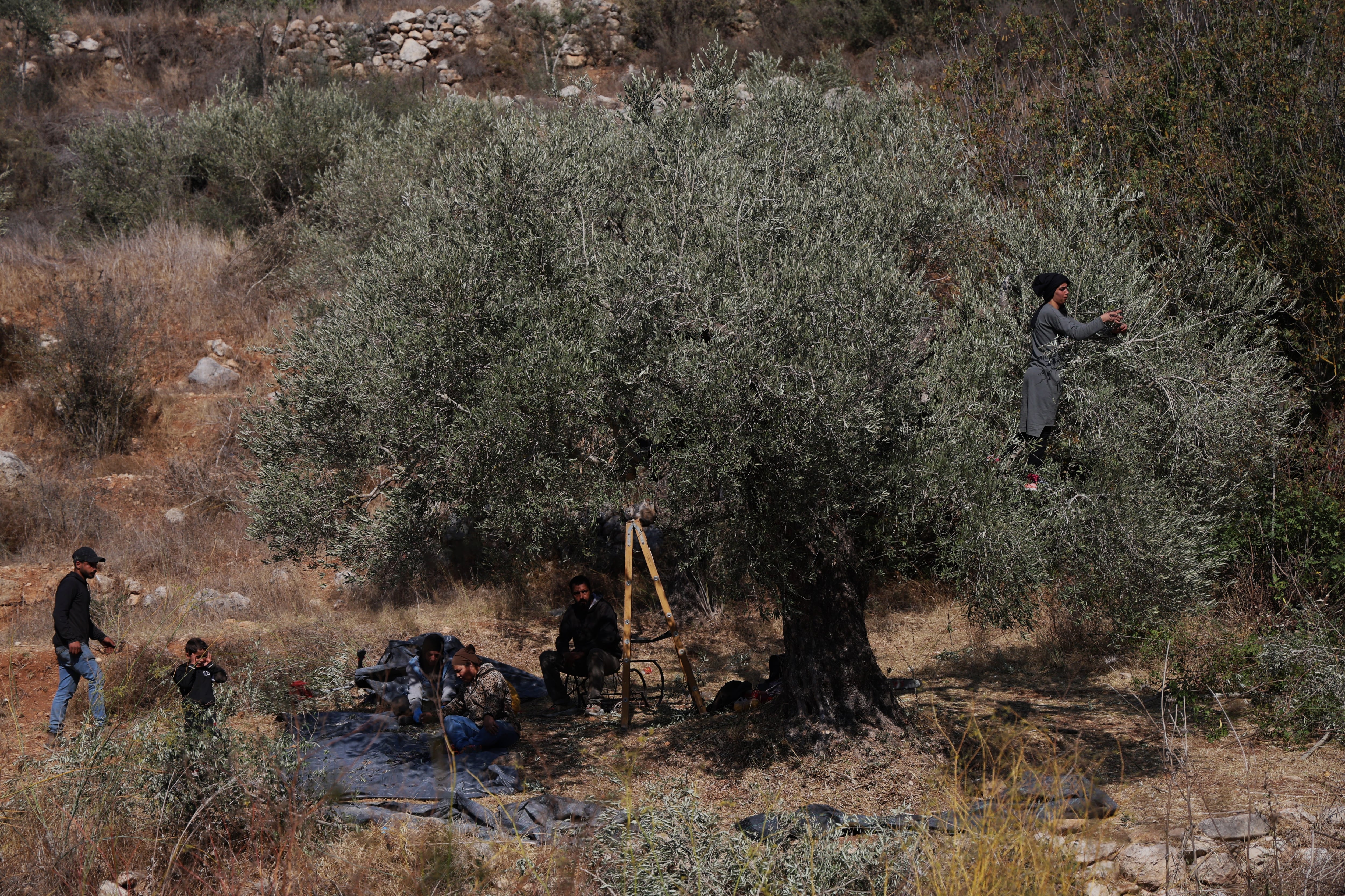 La guerra amenaza más todavía la cosecha de la aceituna en Palestina