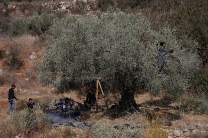 Cosecha de aceituna Palestina